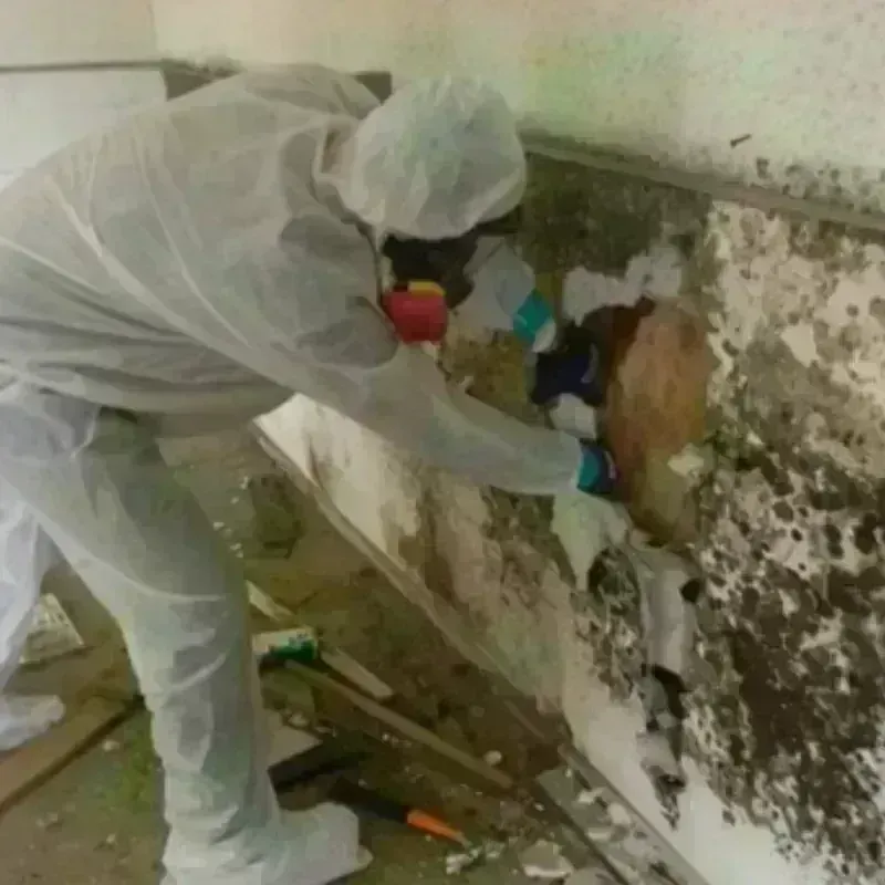 Mold Remediation and Removal in Lost Creek, TX